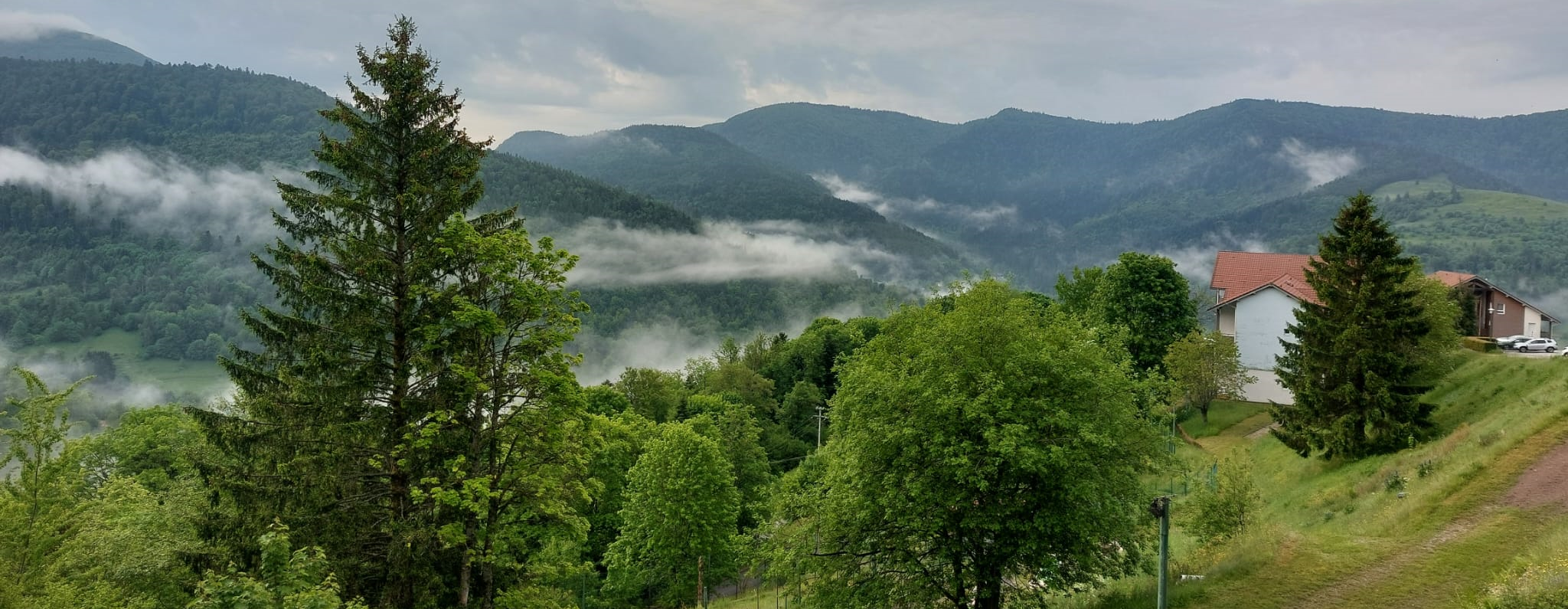 Misty morning view over the lush green hills of the Vosges Mountains with scattered trees and alpine-style buildings